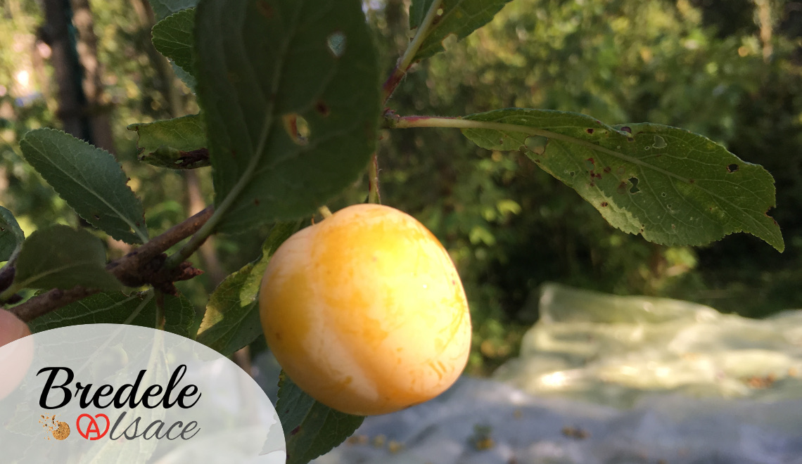 Mirabelles d'Alsace