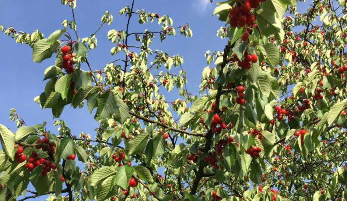 Confiture de Cerises